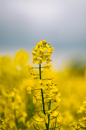 Close up rapeseed flowers on the Swedish countryside in Scania, Sweden. Blurred background. Selective focus.
