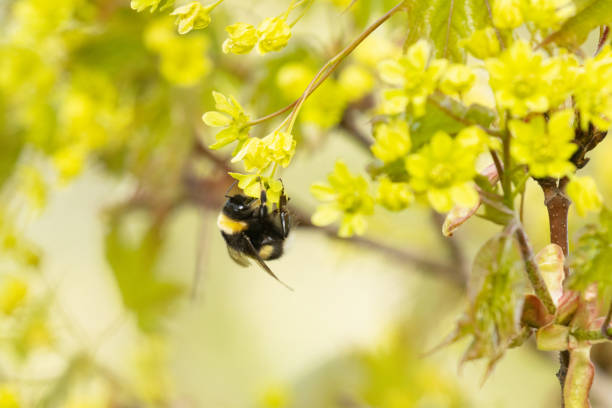 hummel besucht frische norwegische ahornblüten an einem frühlingstag in estland - norway maple stock-fotos und bilder