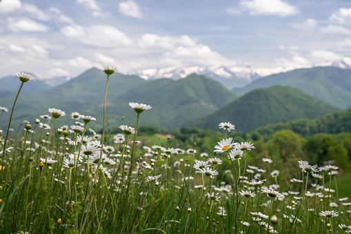 Close-up of daisies on the meadow