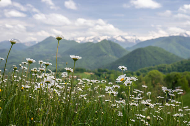 field of grass and flowers at the foot of the Pyrénées mountains daisy meadow in the Pyrenees mountains pirineos stock pictures, royalty-free photos & images