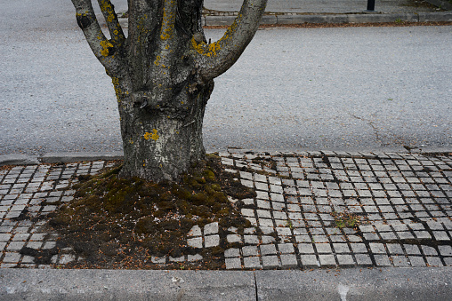 urban trees growing on asphalt, room for text