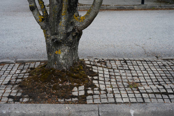 urban trees growing on asphalt stock photo