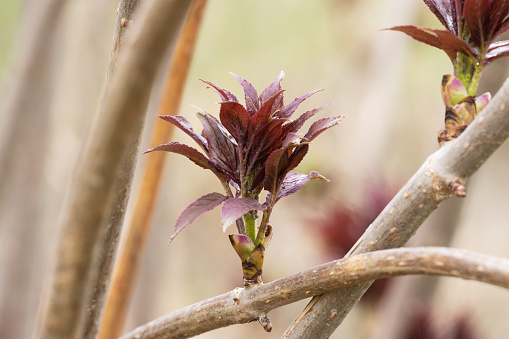 Close-up of Red elderberry, Sambucus racemosa leaves on a spring day in Europe