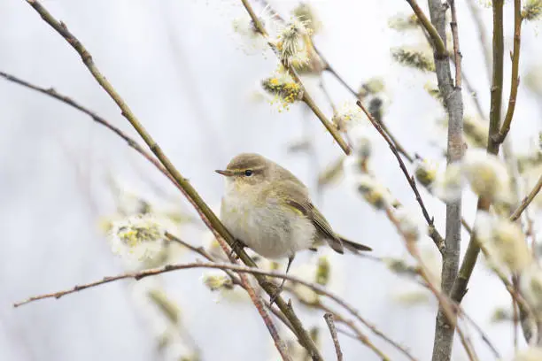 Small European songbird Common chiffchaff, Phylloscopus collybita searching for insect in the middle of blooming Willow