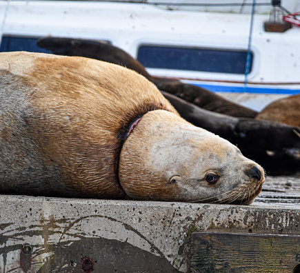 A Stellar Sea Lion photographed on a pontoon in Cowichan Bay, Vancouver Island, British Columbia, Canada, its neck restricted by plastic packaging tape as the sea lion continues to grow.