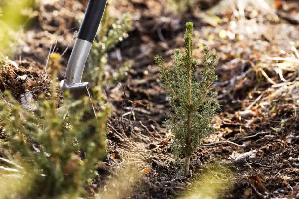 Planting small Spruce saplings on a clear-cut area as a part of reforestation