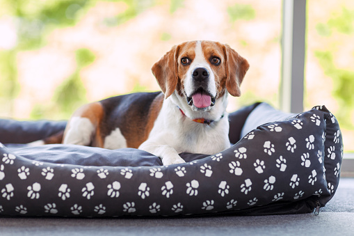 A Beagle resting indoors on a pet bed