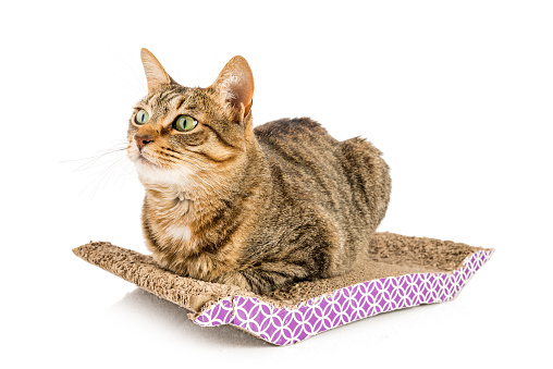 Cute tabby cat resting on his cat scratch pad.