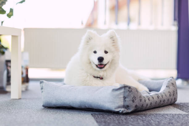 Samoyed Puppy Lying On Dog Bed Young Samoyed lying and resting on a pet bed dog bed stock pictures, royalty-free photos & images