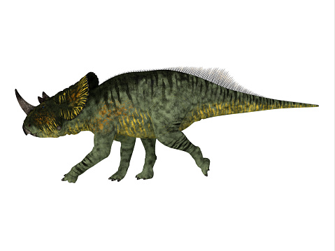 Brachyceratops was a Ceratopsian herbivorous dinosaur that lived in North America during the Cretaceous Period.