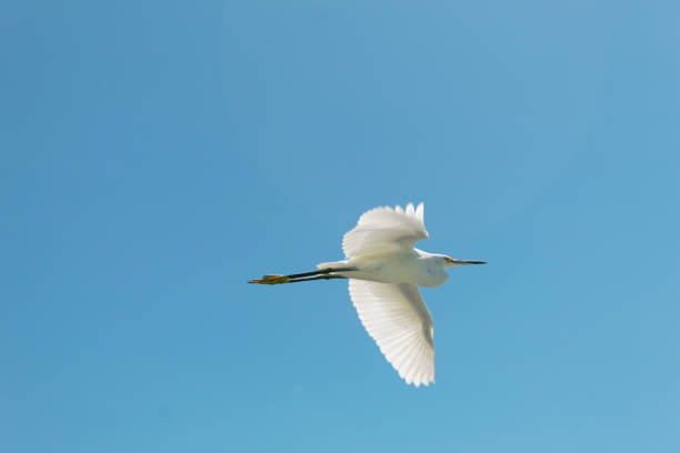 istock Large seagull in flight with a clear sky in the background 1400334810