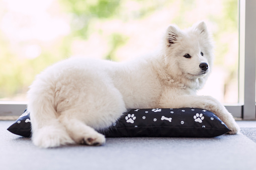 Young Samoyed lying and resting on a pet bed