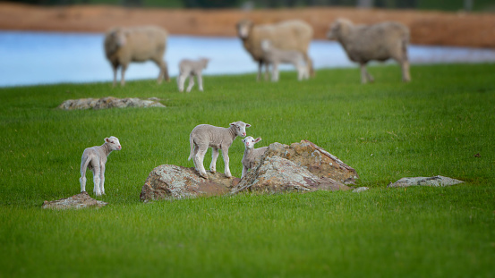 Newborn baby sheep out in the paddock
