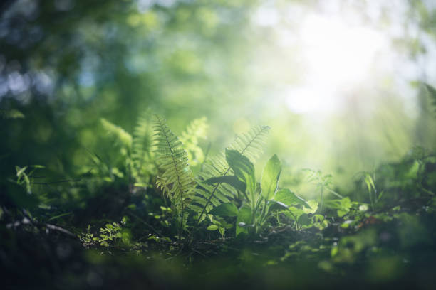 istock Fern under the morning sun rays in the forest 1400336744