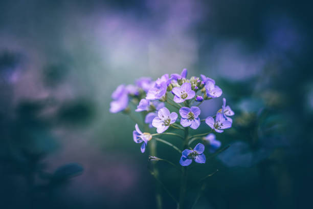 istock Cardamine flower purple wildflower along a small river 1400337429