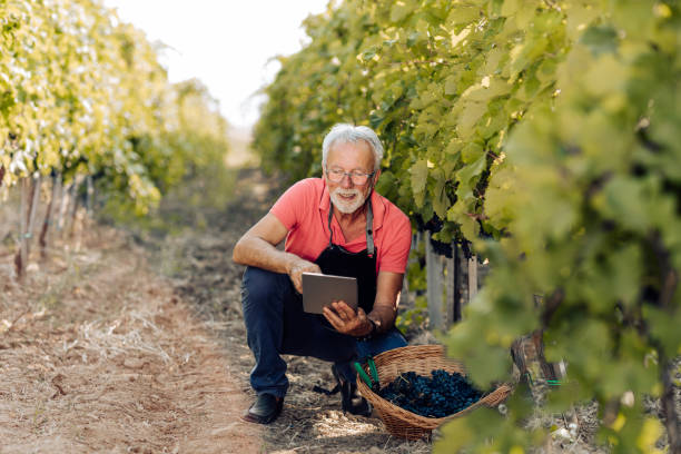 istock Portrait of a senior farmer using a digital tablet and working in his vineyard 1400338356