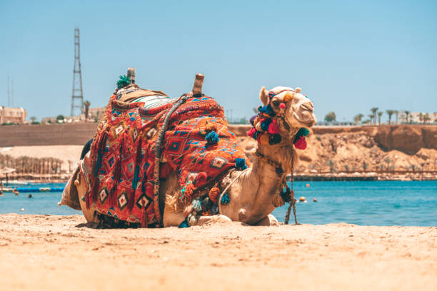 nas férias de verão em um passeio de camelo. um camelo egípcio adulto para transportar turistas descansa deitado em uma praia de areia, tendo como pano de fundo um belo mar. egito. - camel ride - fotografias e filmes do acervo