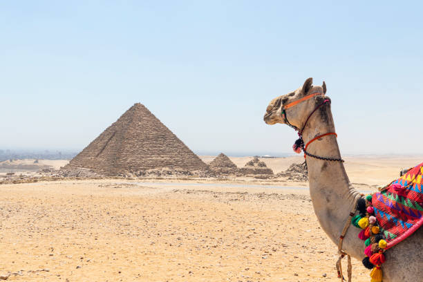 a camel looking at a pyramid of the great historical pyramids of giza, one of the seven wonders of the world, giza - egypt - egypt camel pyramid shape pyramid imagens e fotografias de stock