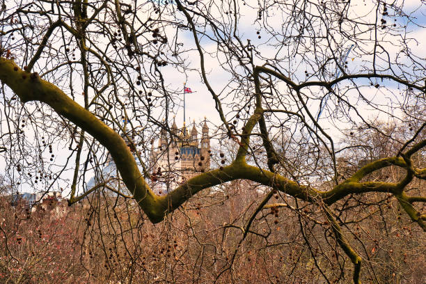 London, United Kingdom - March 6 2022: branches of a tree in saint james or green park and view of the british parliament tower with national flaf on top