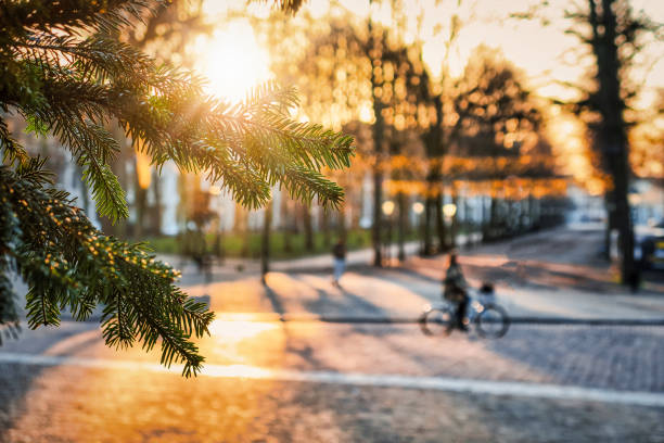 pine tree branches on the foreground and sun light beams over the \