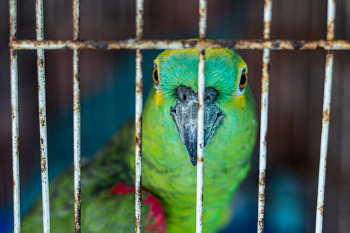 A caged parrot