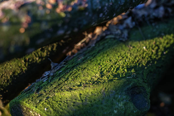 Beautiful green moss on a tree, moss close-up, macro. Beautiful moss background for wallpaper. Sunlight and shadows.