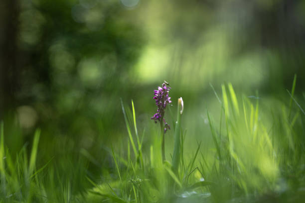istock Purple orchid flower in the grass 1400343309
