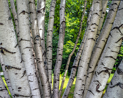 Betula papyrifera ,paper birch,also known as white birch and canoe birch is a short-lived species of birch native to northern North America.