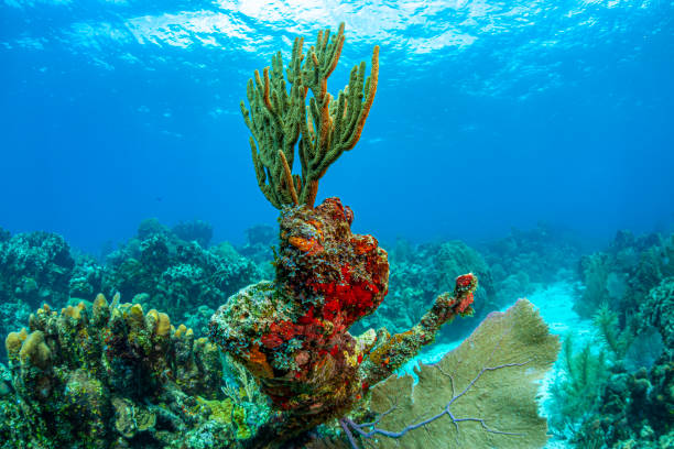 istock Caribbean coral garden 1400343485