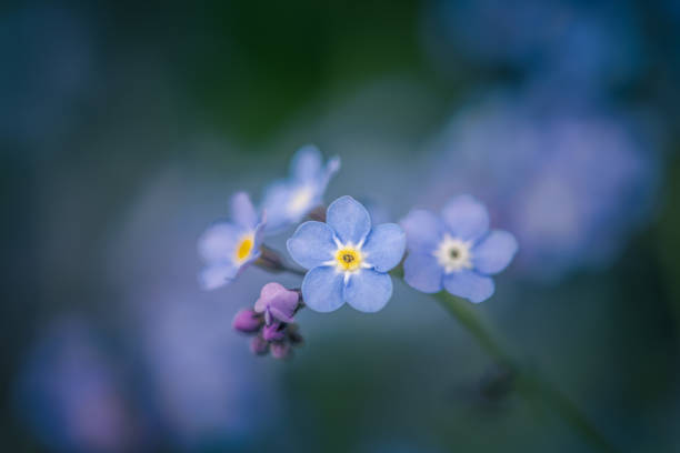 istock Forget-me-not flowers / Myosotis alpestris 1400344178