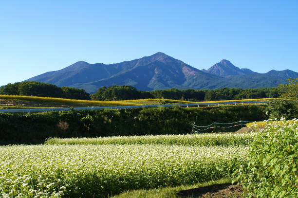 蕎麦の花と八ヶ岳風景、9月 - 郊外 ストックフォトと画像