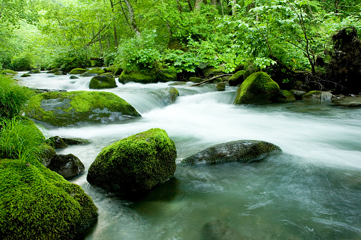 Mountain Stream Flow Through Moss Covered Rocks