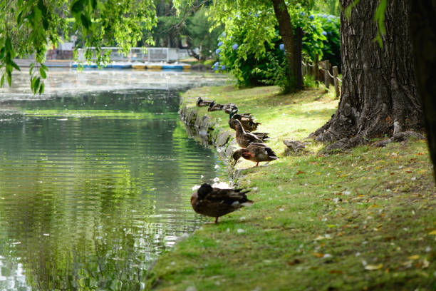 istock Duck resting side by side at the edge of the pond 1400349742