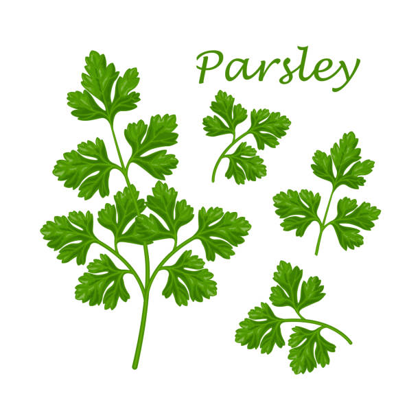 petersilie. bild von petersilienzweigen. eine würzige pflanze. eine pflanze für gewürze. vektorillustration isoliert auf weißem hintergrund - parsley stock-grafiken, -clipart, -cartoons und -symbole