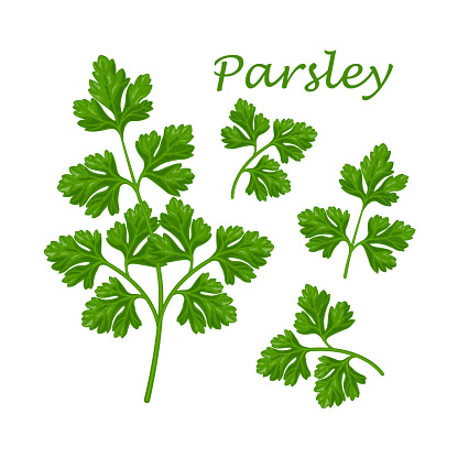 Parsley. Image of parsley sprigs. A spicy plant. A plant for spices. Vector illustration isolated on a white background.