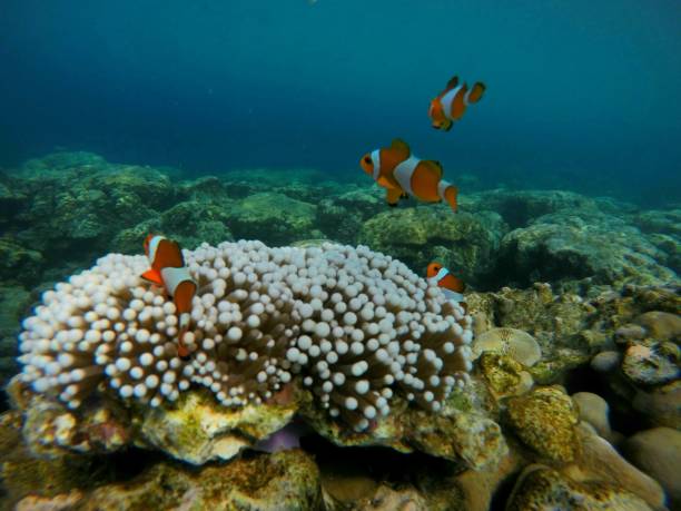 istock Beautiful Coral 1400355460