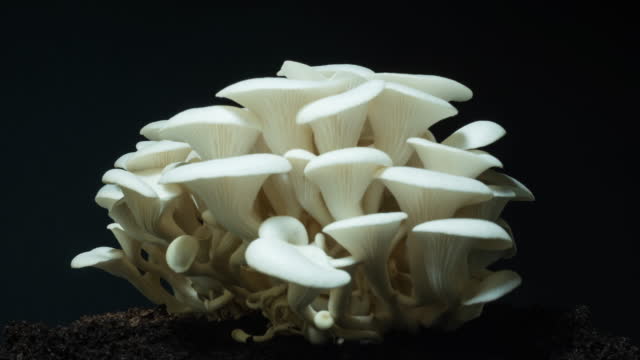 Growing oyster mushrooms rising from soil time lapse 4k footage.