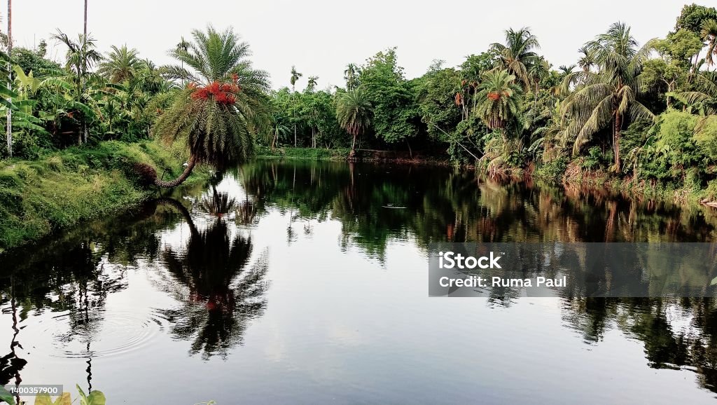 Lap of nature Beauty of nature beside a pond Beauty Stock Photo