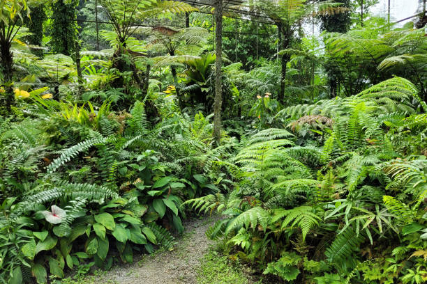 istock Beautiful tropical leaves pattern in a park. 1400357997