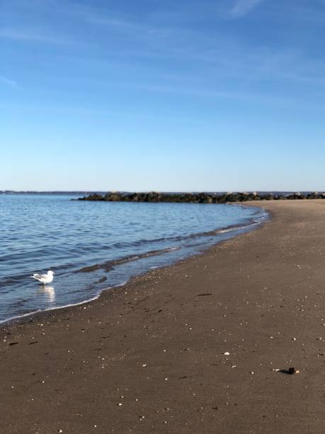 Natural Curvature  at the Beach - Jetty and Seagull in Frame