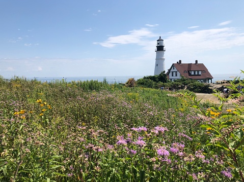 Summertime views in the New England area. Lovely purple and yellow flowers, lush greenery, clear skies, ocean view.