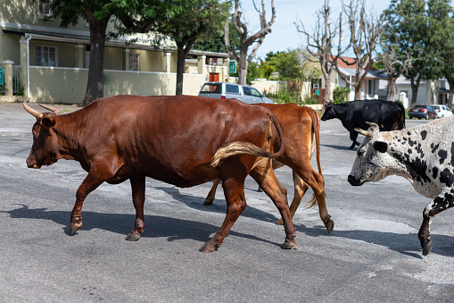 Cattle seen walking along roadway