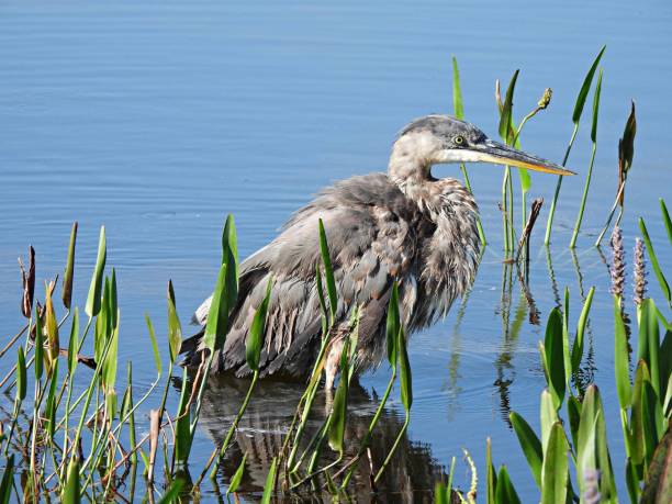 istock Great Blue Heron (Ardea herodias) in a lake after a bath 1400359683