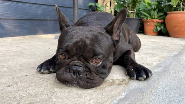 istock Black French Bulldog 1400359815