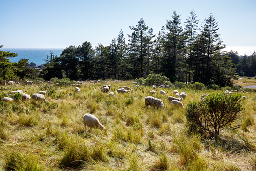 The Sea Ranch California - Sheep grazing in the meadow by the ocean