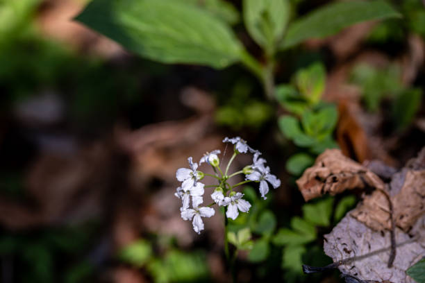 istock Cardamine trifolia flower in mountains, close up 1400362071