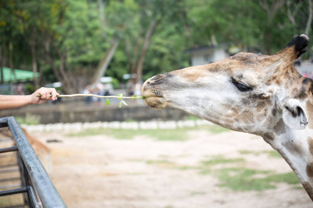 istock People feeding the giraffes on the safari 1400362456