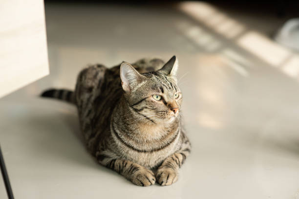 Tabby cat sitting at home