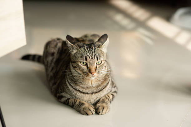 istock Tabby cat sitting at home 1400364208
