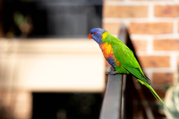 istock Portrait of Rainbow Lorikeet 1400364922
